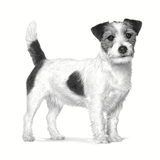 VHN URINARY SMALL DOG - PERRO.png